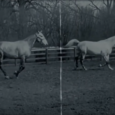 ‘Zaldi emozionalak’ kantua aurkeztu du Pettik