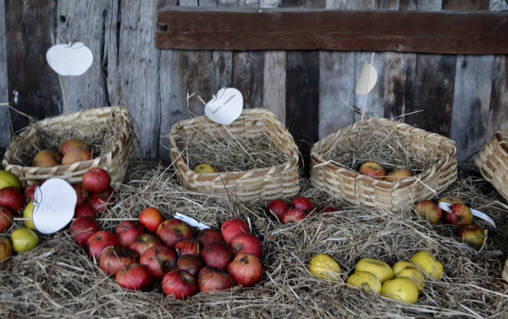 Igartubeiti Baserri Museoko dolarea urriaren 9tik 19ra jarriko da martxan Sagardo Astearen barruan