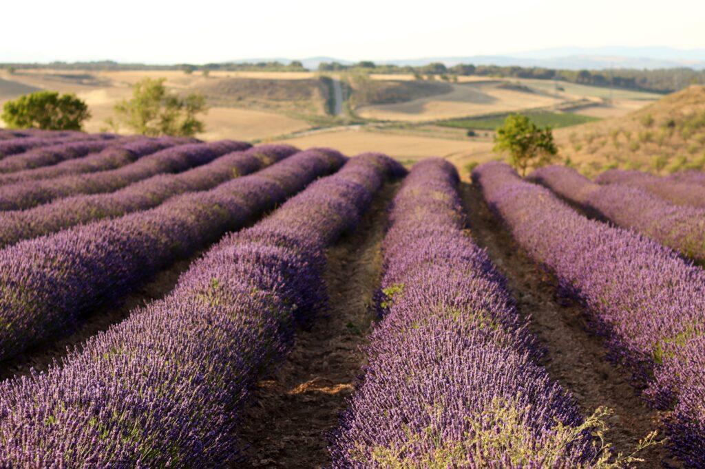 Udako oporrak hartuko ditugu, irailean informazio gehiagorekin itzuliko gara